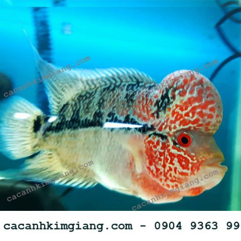 Cá la hán Châu Thái Đỏ với màu sắc rực rỡ và gù đầu nổi bật, được nhiều người tìm mua cá la hán ở Hà Nội yêu thích.
