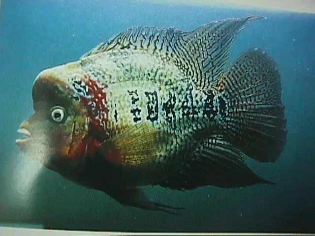 Nguồn gốc của Cá La Hán có chữ