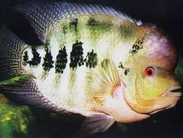 Môi trường sống