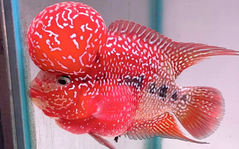Cá La Hán có mức giá khác nhau tùy giống, màu sắc, đầu
