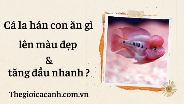 Cá la hán con mới nở với túi noãn hoàng chưa cần thức ăn bổ sung