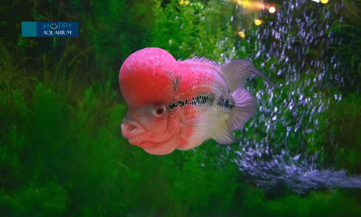 Cá La Hán đang được chăm sóc điều trị bệnh đường ruột