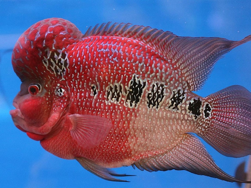 Cá La Hán đầu gù đặc trưng