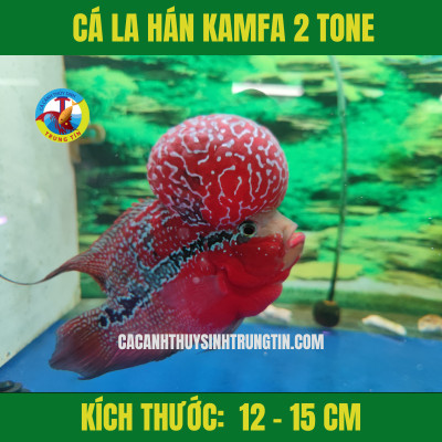 Cá La Hán Kamfa 2 Tone với đầu gù lớn và màu sắc rực rỡ
