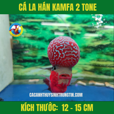 Cá La Hán Kamfa 2 tone với màu sắc rực rỡ và kích thước ấn tượng