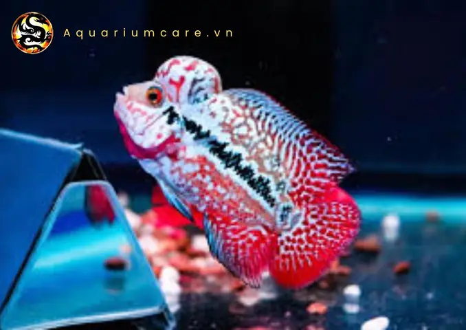 Cá La Hán Kamfa Là Gì? Đặc Điểm Và Cách Nuôi Chi Tiết