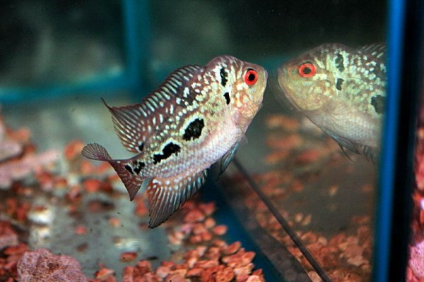 Cá La Hán kè gương, tập tính phản ứng với hình ảnh phản chiếu để kích thích hóc môn