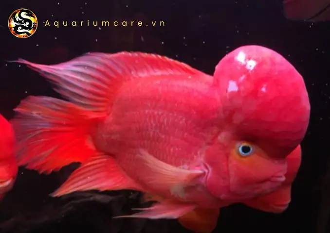Sự tích và truyền thuyết ẩn chứa đằng sau cá La Hán Khỉ Đỏ