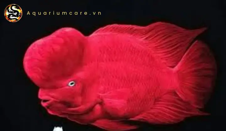Đặc điểm nhận dạng