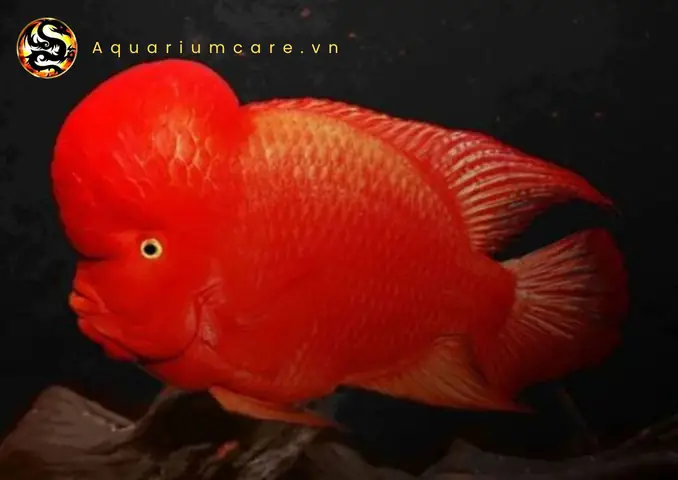 Ý nghĩa các màu sắc và hoa văn trên vảy của cá La Hán Khỉ Đỏ
