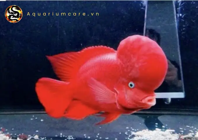 Câu chuyện về cá La Hán Khỉ Đỏ và người phụ nữ bị bệnh