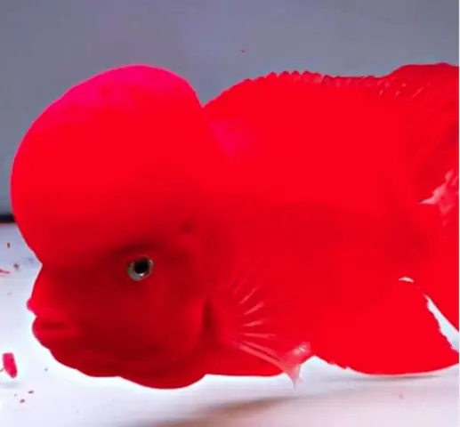 Cá La Hán Khỉ Đỏ Giá Bao Nhiêu? Yếu Tố Ảnh Hưởng & Cách Chọn