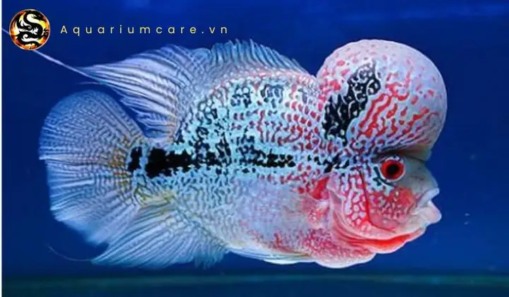 Hướng Dẫn Nuôi Cá La Hán Magma Toàn Diện: Từ Chọn Giống Đến Chăm Sóc