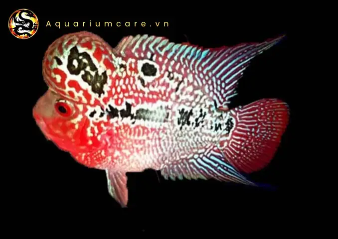 Hướng Dẫn Nuôi Cá La Hán Magma Toàn Diện: Từ Chọn Giống Đến Chăm Sóc