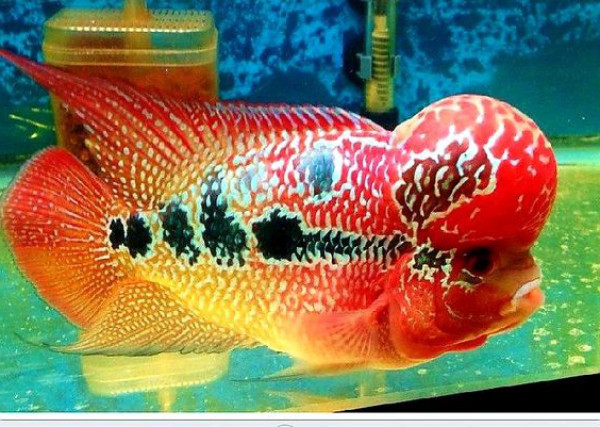 Cá La Hán màu đỏ cam với bướu đầu lớn, đại diện cho dòng cá cảnh size lớn có tính cách độc đáo