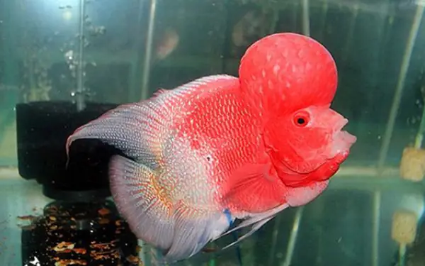 cá la hán nhỏ