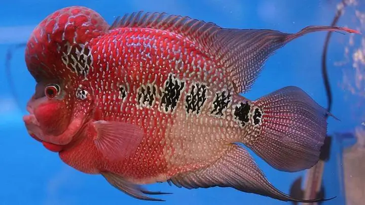 Cách nuôi cá la hán trưởng thành chung với nhau