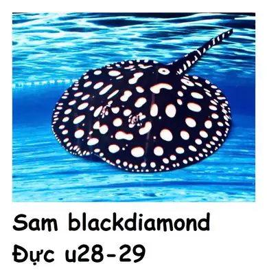 Sam Black Diamond đực bông đẹp