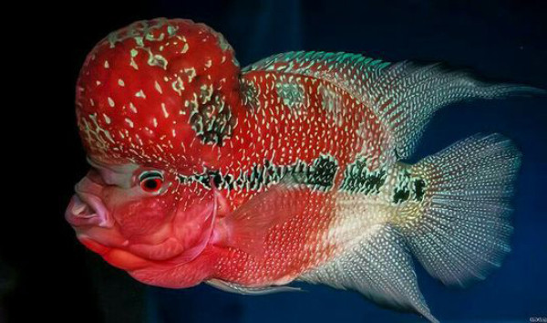 Cá la hán Red Kamfa với đặc điểm nổi bật