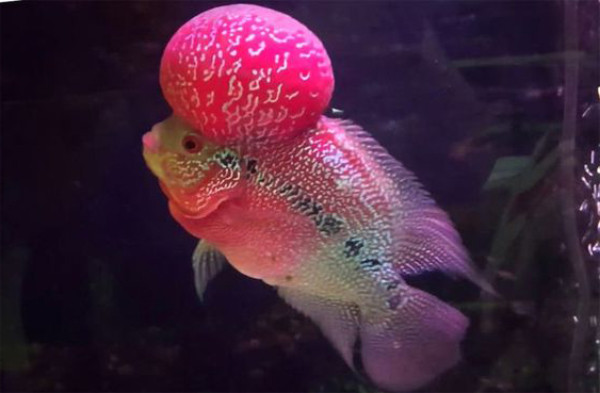 Cá la hán Red Monkey với đầu gù nổi bật