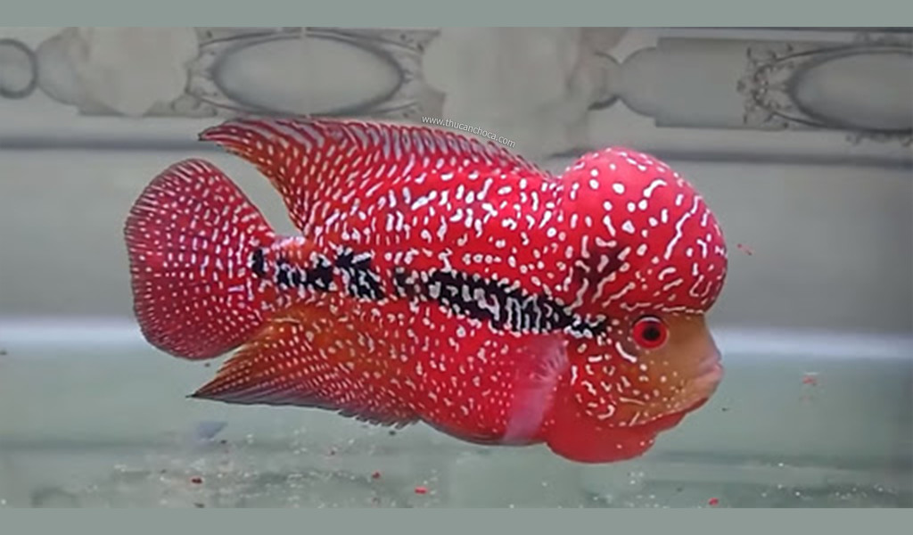 Cá La Hán Rồng Đỏ đẹp rực rỡ