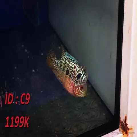 Cá La Hán Size 2 Ngón: Đặc Điểm, Chăm Sóc & Mẹo Nuôi Khỏe