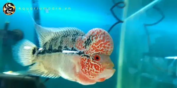 Kinh Nghiệm Nuôi Cá La Hán Thái Châu Khỏe Mạnh, Lên Đầu Đẹp Kinh Nghiệm Nuôi Cá La Hán Thái Châu Khỏe Mạnh, Lên Đầu Đẹp