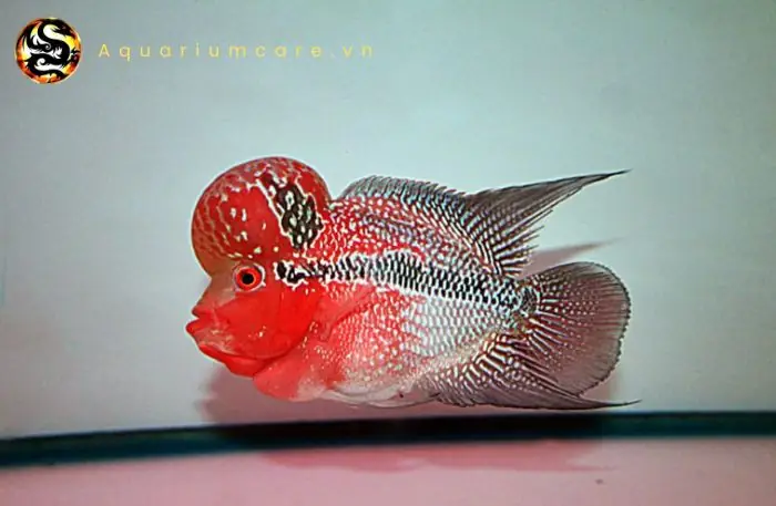 Làm Thế Nào Để Nuôi Cá La Hán Thái Đỏ Khỏe Mạnh Và Lên Màu Đẹp?