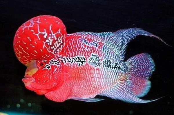 Cá la hán thái đỏ đẹp với đầu gù lớn