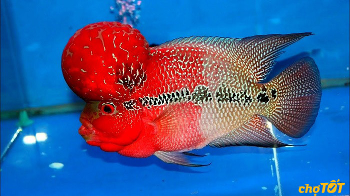 Cá La Hán Thái Đỏ rực rỡ bơi trong bể