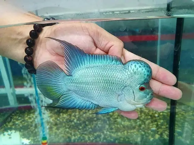 So Sánh Đặc Điểm & Kỹ Thuật Nuôi Cá La Hán và Cá Rồng