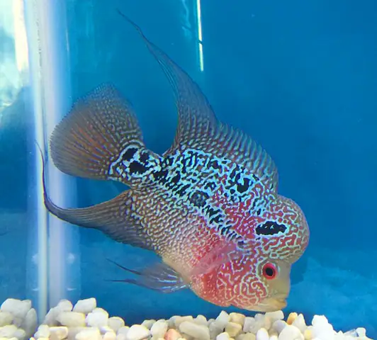 So Sánh Đặc Điểm & Kỹ Thuật Nuôi Cá La Hán và Cá Rồng