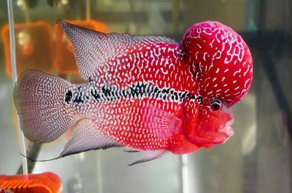 Cá La Hán với đầu gù nổi bật