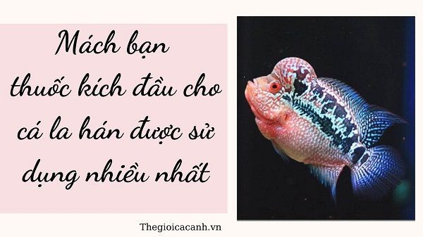Cá la hán với gù đầu nổi bật biểu tượng của sức khỏe