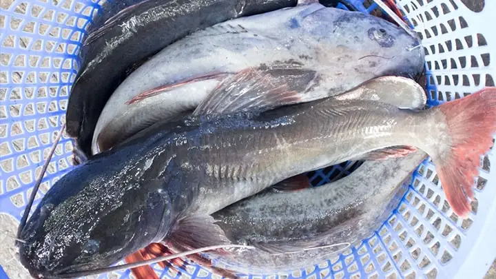 Cá Lăn Đuôi Đỏ: Đặc Điểm, Cách Nuôi Và Chăm Sóc Đúng Chuẩn