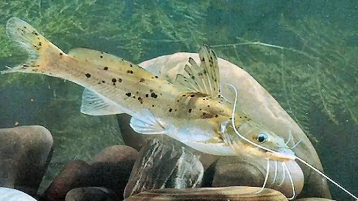 Cá Lăn Đuôi Đỏ: Đặc Điểm, Cách Nuôi Và Chăm Sóc Đúng Chuẩn