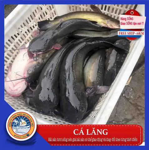 cá lăng đuôi đỏ
