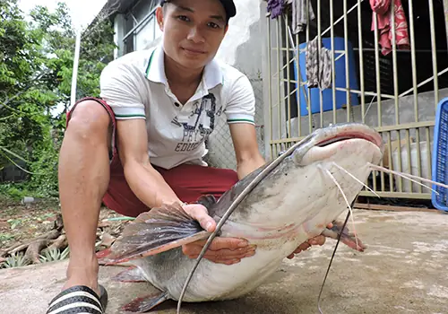 Cá Lăng Khổng Lồ Sông Sêrêpôk: Từ Truyền Thuyết Đến Hiện Thực