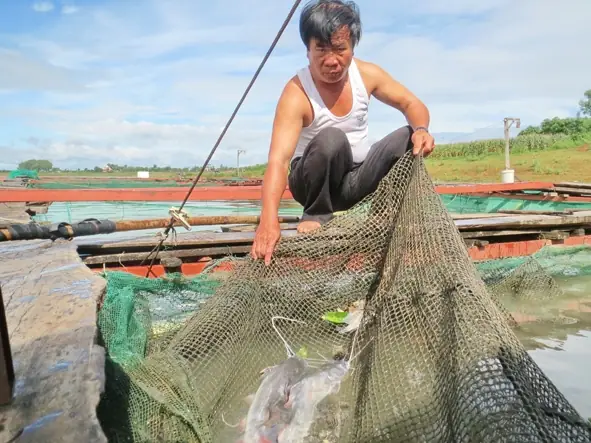 Nuôi Cá Lăng Nha Đuôi Đỏ: Kỹ Thuật, Lợi Ích & Tiềm Năng Phát Triển