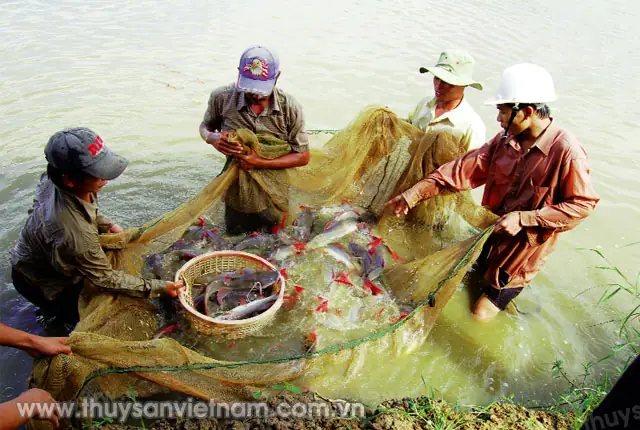 Cá Lăng Nha Giống: Hướng Dẫn Kỹ Thuật Nuôi Và Lựa Chọn