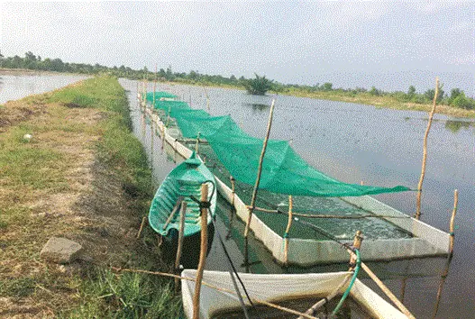 Cá Lăng Nha Giống: Hướng Dẫn Kỹ Thuật Nuôi Và Lựa Chọn