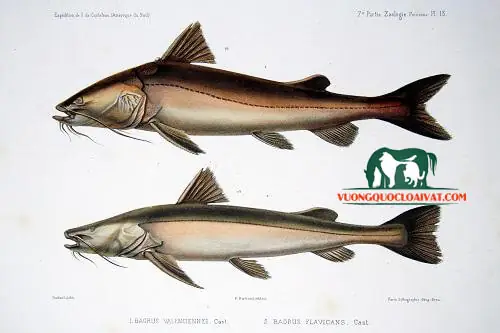1. Những thông tin về dòng cá lăng