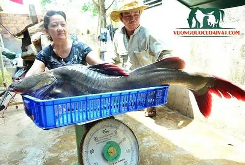 Cá lăng giá bao nhiêu?