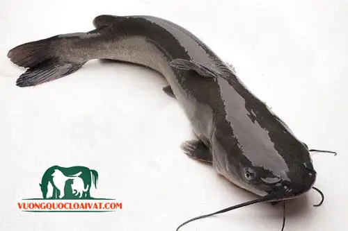 Đặc điểm của cá lăng