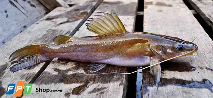cá lăng tiếng anh