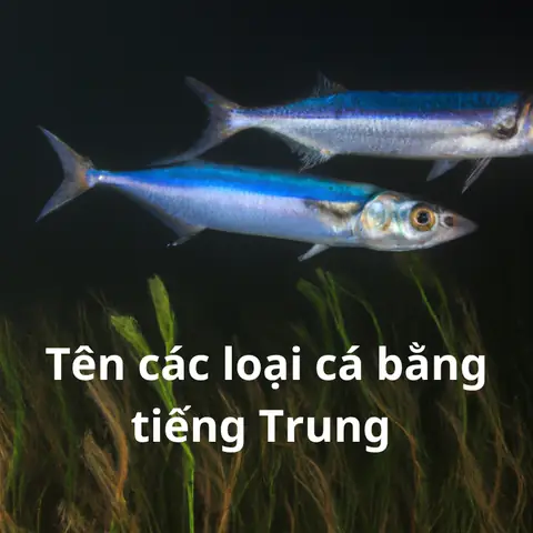 Tên các loài cá bằng tiếng Trung