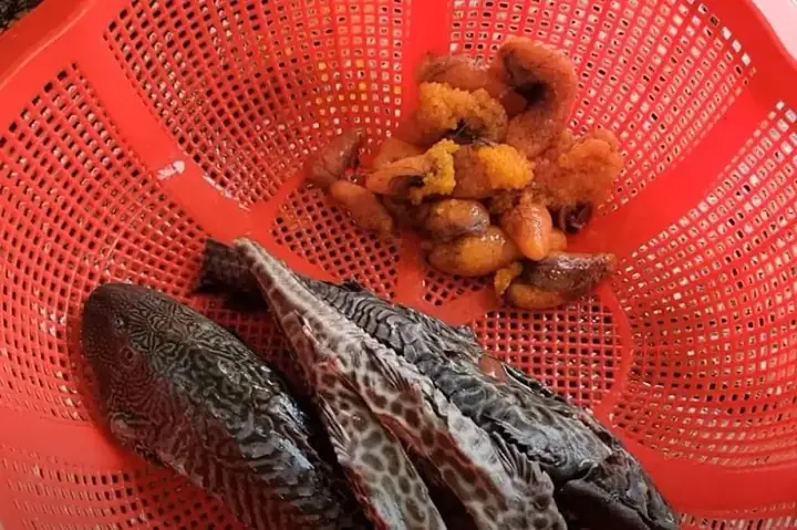 cá lau kiếng ăn gì
