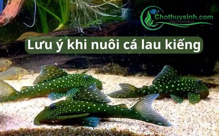 Cá Lau Kiếng Bạch Tạng: Đặc Điểm, Cách Nuôi Và Giá Bán