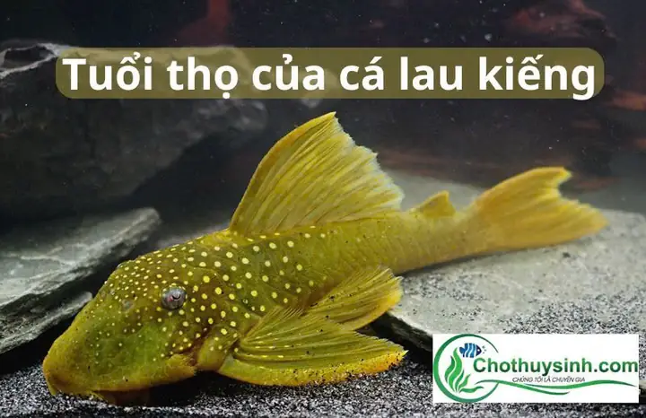 Cá Lau Kiếng Bạch Tạng: Đặc Điểm, Cách Nuôi Và Giá Bán