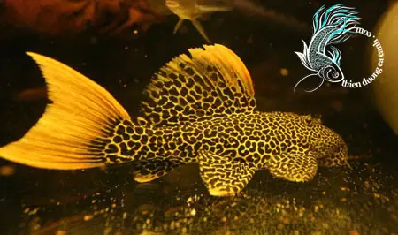 Khám Phá Vẻ Đẹp Tuyệt Mỹ: Các Loại Cá Lau Kiếng Đẹp Nhất